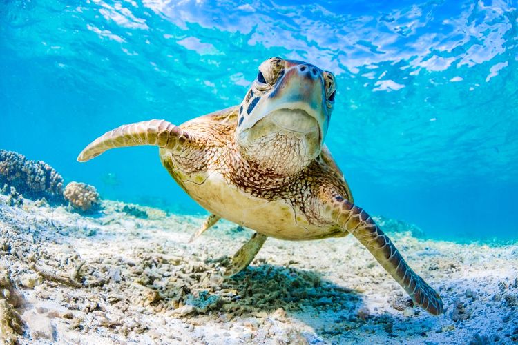 Save The Turtles — SEE Turtles — SEE Turtles