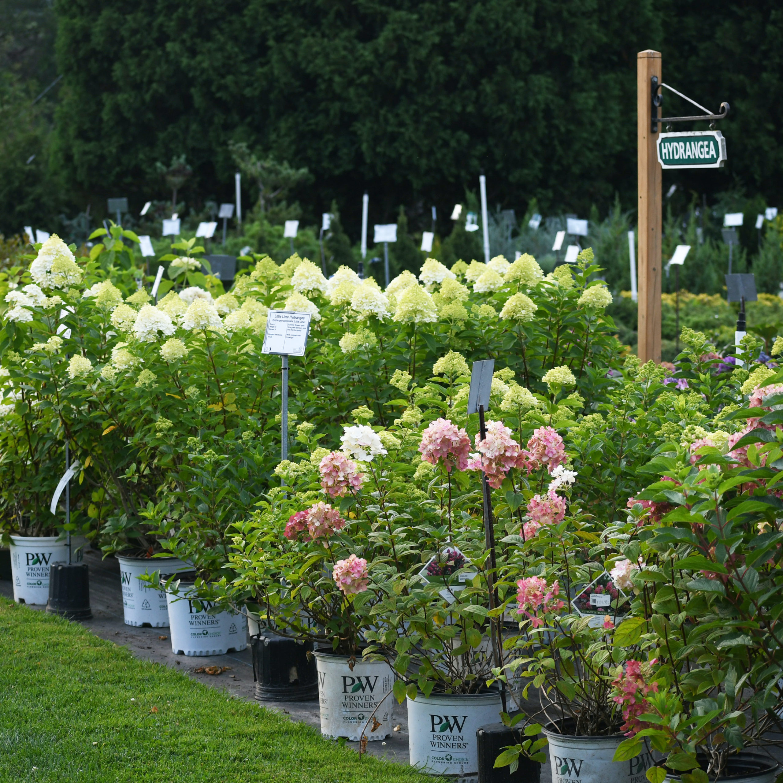 Seacoast Floral And Garden Guide | SEACOAST LATELY