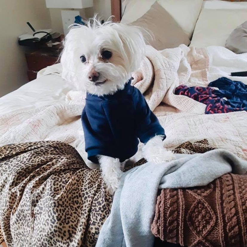 SEACOAST PET GUIDE SEACOAST LATELY PORTSMOUTH, NH