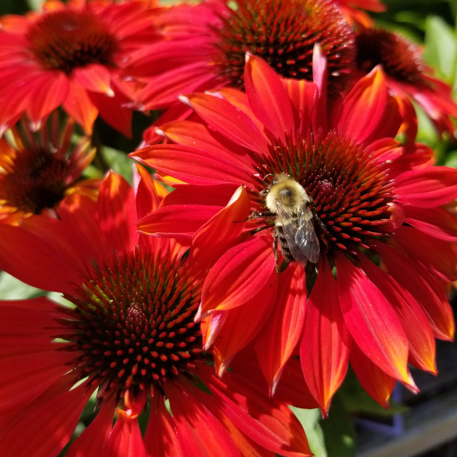 SEACOAST FLOWER SHOP, PLANTS + GARDEN GUIDE NH + MAINE