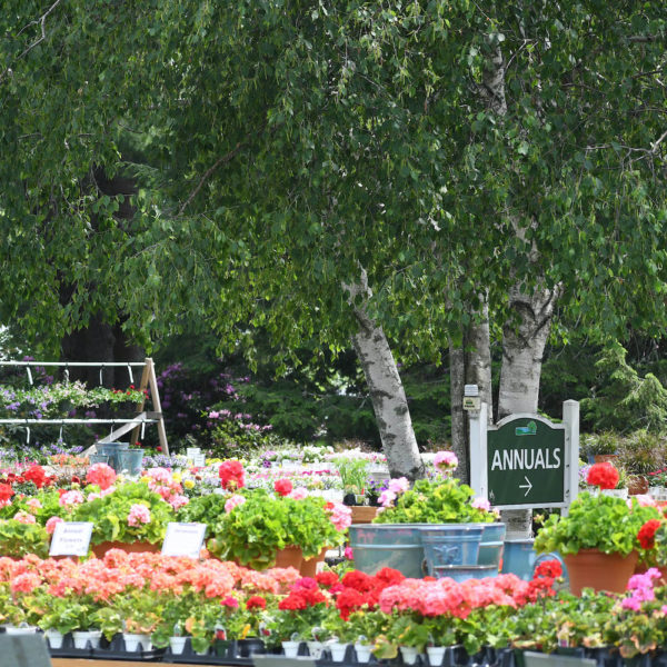 SEACOAST FLOWER SHOP, PLANTS + GARDEN GUIDE | NH + MAINE